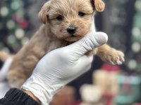 Korea Premium Maltipoo Puppies