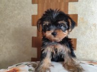 Yorkshire terrier kızlar