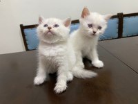 10 gün sonra teslim blue point british shorthair