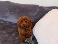 SAĞLIK VE IRK GARANTİLİ TOY POODLE