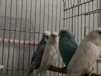 4 Adet Muhabbet Kuşu Damızlık
