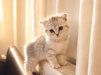 3 Aylık Scottish Fold Dişi