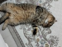 Scottish fold kedimizi sahiplendirmek istiyoruz