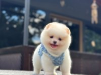 Pomeranian Boo Yavrumuz