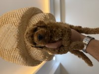 KORE TEACUP POODLE YAVRULARIMIZ YENİ YUVASINA HAZIR