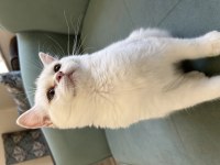 Dişi 7 aylık british shorthair