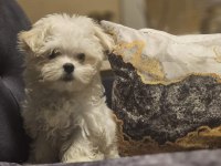 Kore Kan Orjinal Maltese Terrier Bebekler