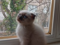 Tatlımı Tatlı Top Kafa Scottish Fold