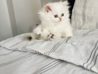 British Longhair Safkan