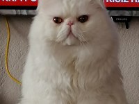 safkan iran kedisi yavruları
