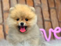 full şecereli ayıcık yüzlü pomeranian Boo