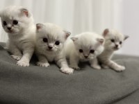 British Shorthair blue point yavruları