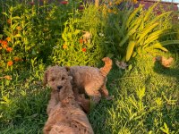 Cockapoo bebekler