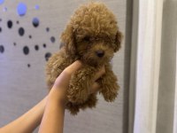 Tuvalet eğitimli evde büyüyen erkek poodle yavru