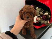 TEACUP KORE TOY POODLE YAVRULAR