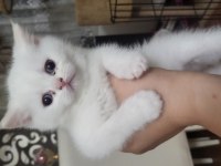 British longhair taneleri yeni yuvasını bekliyor