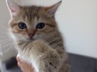 2 aylık golden tabby scottish erkek yavrumuz sahibini arıyor