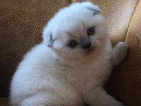 Scottish fold cinsi yavru kediler