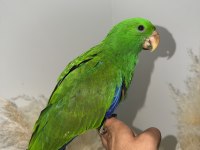 ECLECTUS PAPAĞANI YAVRU