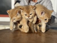 En güzel golden british shorthair yavrularımız