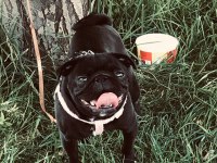 1 YAŞINDA SİYAH DİŞİ PUG ACİL YUVA ARANIYOR