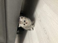 Rezerveye açık british shorthair yavrularımız