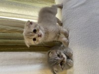 Uygun mama parasına scottish fold