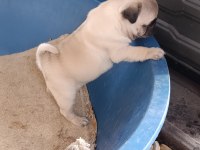 Pug Dişi Yavrumuz Sahiplendirilecektir