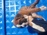 Orijinal BOXER yavruları...