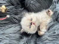 Safkan persian yavruları