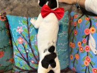SAFKAN YAKIŞIKLI FRENCH BULLDOG