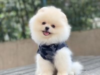 ORJİNAL POMERANİAN