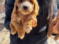 Maltipoo Yavrularımız