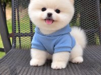 Ayı surat köpeklerimiz