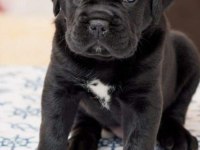 Siyah cane corso bebeklerimiz