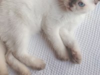 Scottish fold 30 mayıs doğumlu