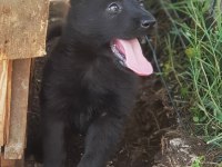 SOİLD BLACK SAFKAN ALMAN KURDU YAVRULAR