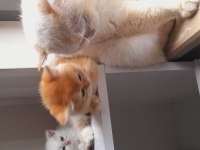 British shorthair kaliteli yavrular