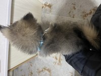 Pomeranian 4-5 aylık erkek