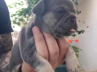 French Bulldog BEBEKLER İÇİN İLETİŞİM