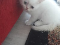 british shorthair 55 günlük yavrmuz sahiplendirelecek