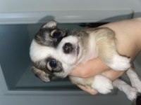 Chihuahua yavruları