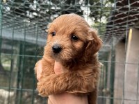 YAVRU TEACUP MALTIPOO
