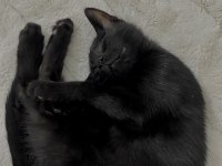 3 aylık sıcakkanlı erkek yavru kedimiz
