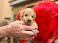 BAL POODLE ÇOCUKLAR