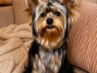 Muhteşem kaliteli yavru köpekler