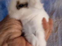 Hollanda teddy lop tavşanı yavrular