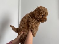 TOY POODLE 3 ERKEK