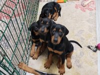 26 HAZİRAN DOĞUMLU DOBERMAN BEBEKLERİMİZ