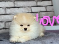 Pomeranian boo